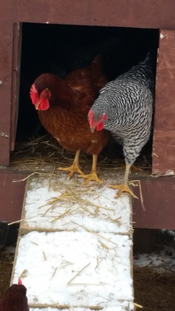winter and chickens