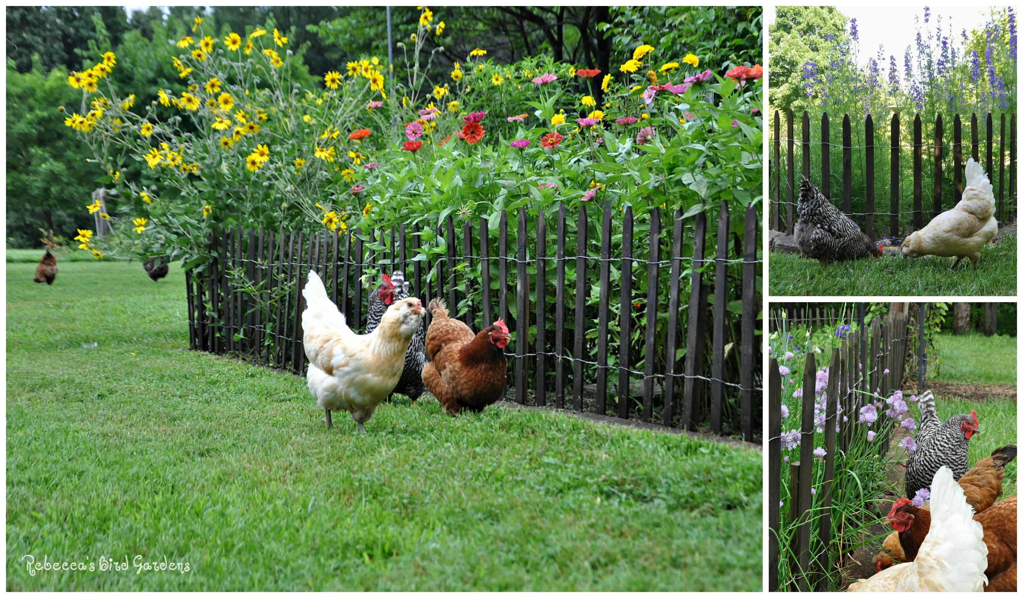 Community Chickens Picket Fences