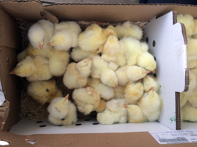 choosing baby chicks