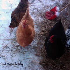 Winter Chicken Keeping. It is not always the most fun, but it does lead to spring chicks, eggs and sunny days. Right? Right. 