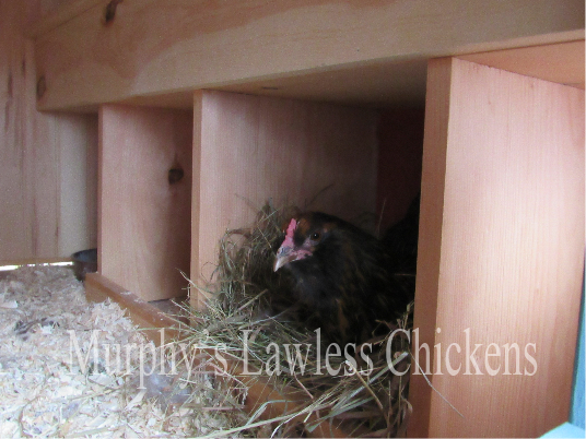 Abigail in nesting box (1)