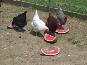 chickens eating watermelon