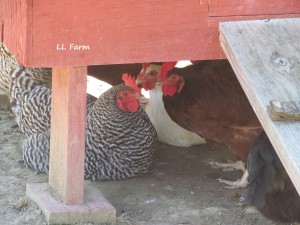 keeping cool under the coop