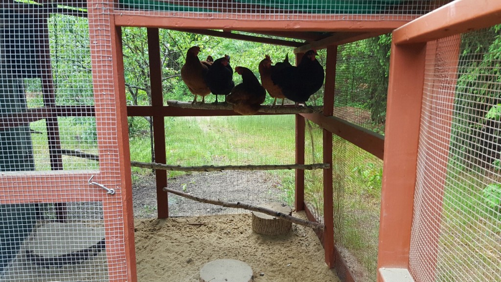 Community Chickens Porta Potty Coop 5