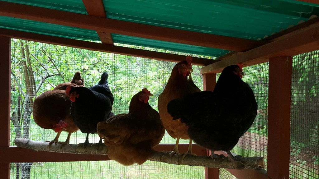 Community Chickens Porta Potty Coop 6