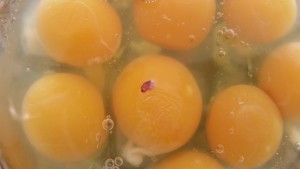 blood spots in eggs