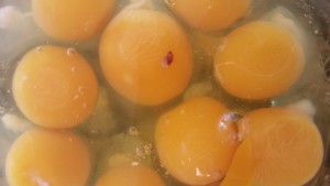 blood spots on an egg