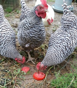 chickens eating tomato