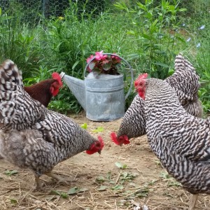chickens with old watering can