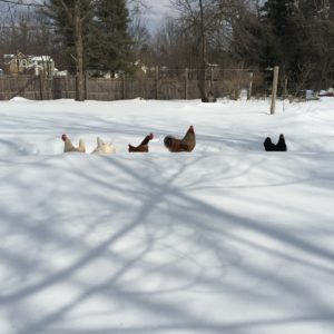 Chickens on the Snow