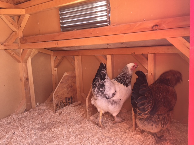 Community Chickens Cool Coop 12