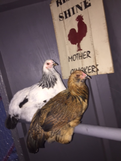 Community Chickens Cool Coop 9