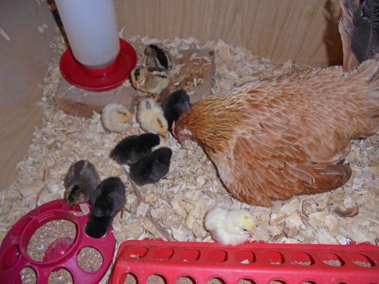 Hen with day-old chicks