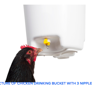Hogslat Chicken Drinking Bucket