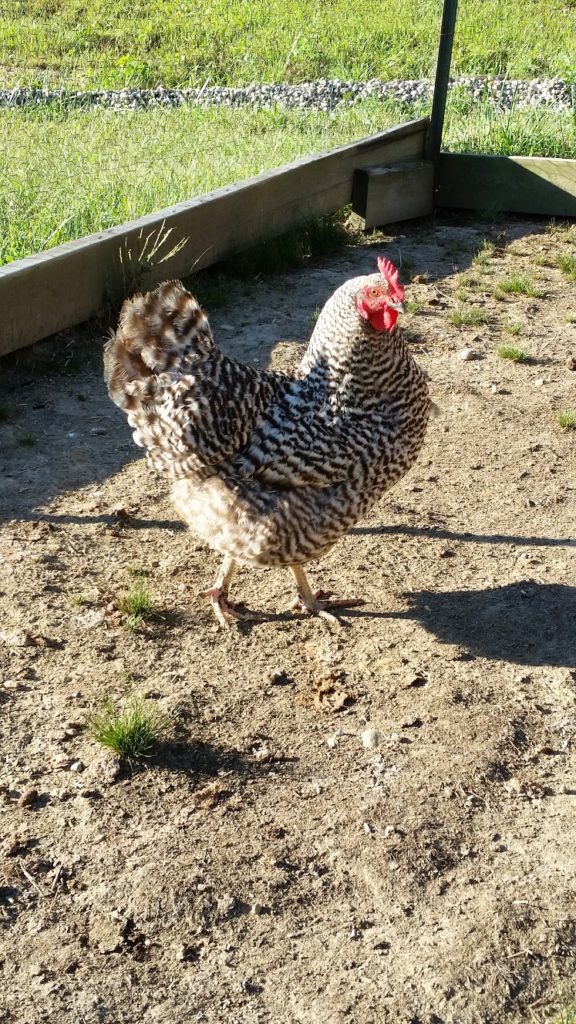 sunlight-and-wind-on-betty-the-chicken
