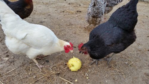 chickens-eating-an-apple