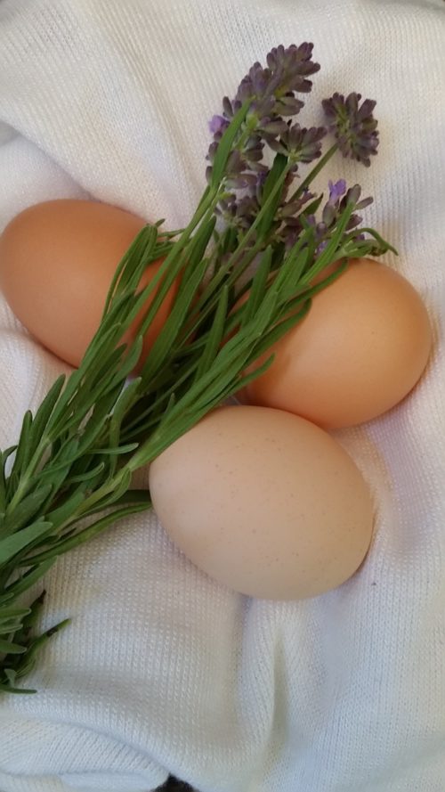 eggs-and-lavendar