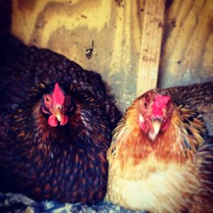 Winter Chicken Keeping Tips can make the cold work of taking care of our birds a little easier. 