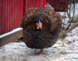 Do the Funky Shiver? How do chickens stay warm on cold winter days?