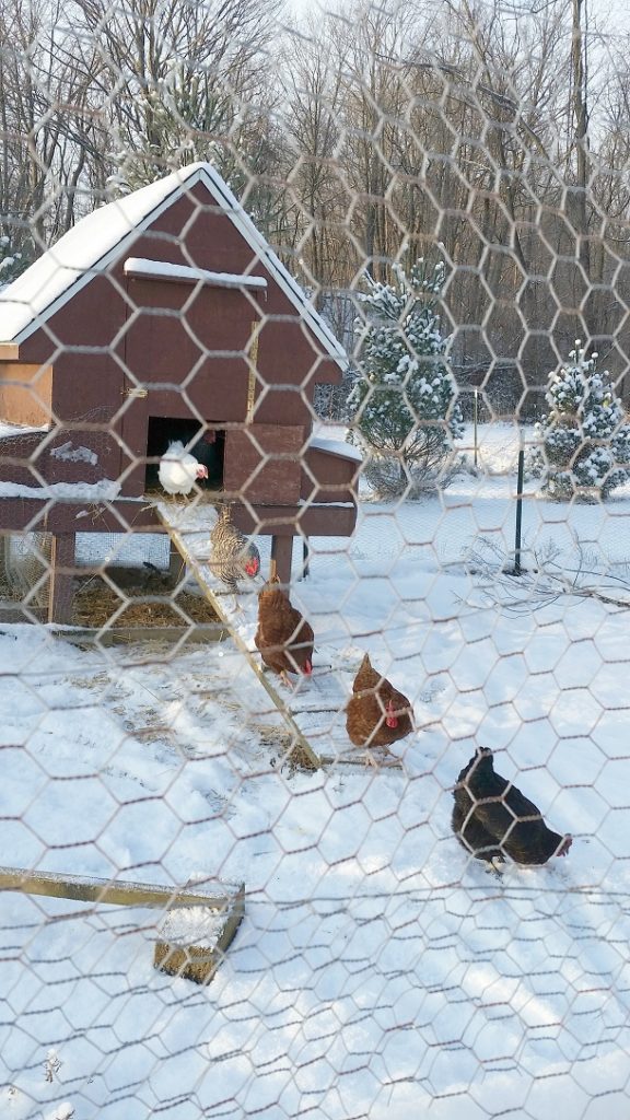 chickens coming out of coop single file into snow