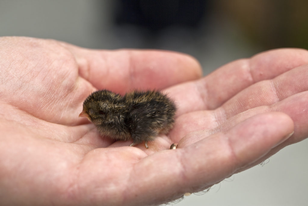 Hatching And Brooding Coturnix Quail Community Chickens