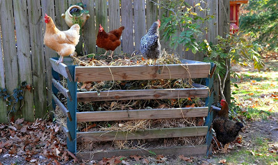 diy: chicken manure tumbling composter community chickens