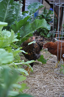 New Year's Resolutions (From a Chicken's Perspective) | Community Chickens