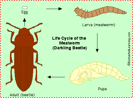 DIY Raising Mealworms (Part 1) | Community Chickens diagram of mealworm 