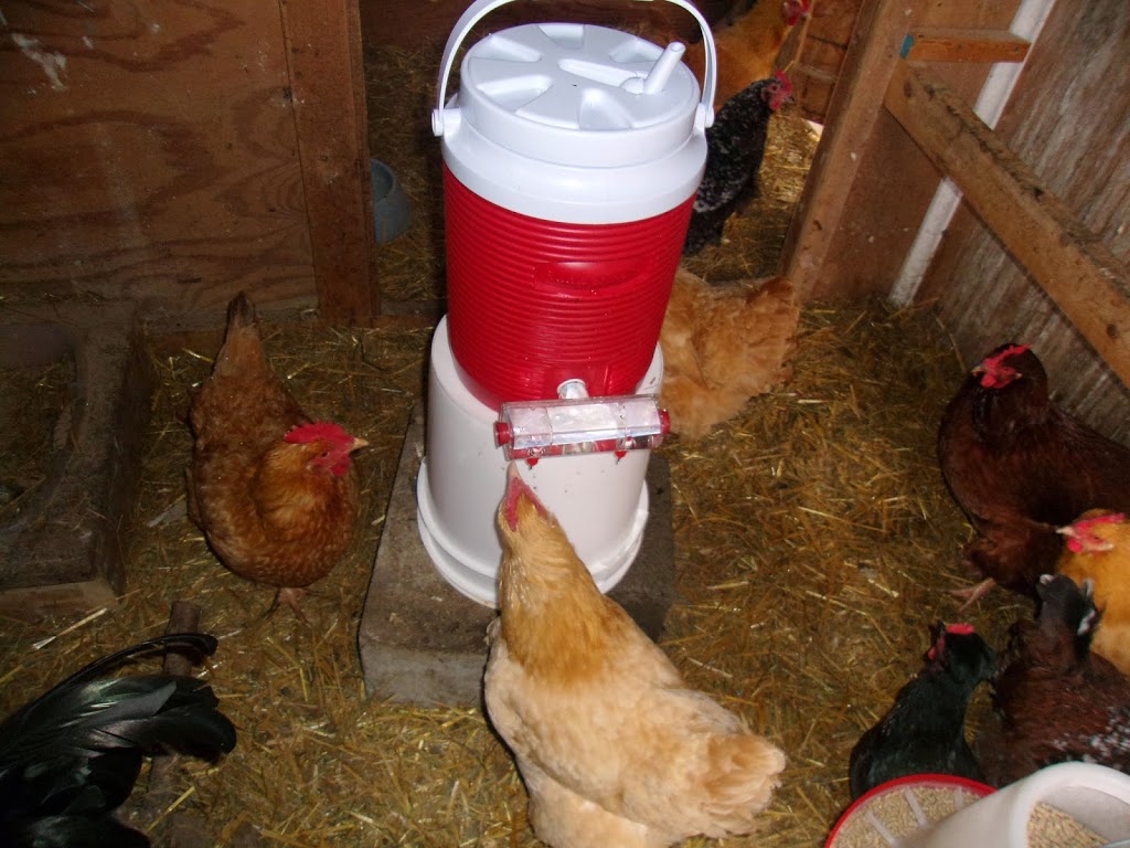 Product Review: BriteTap Chicken Waterer | Community Chickens