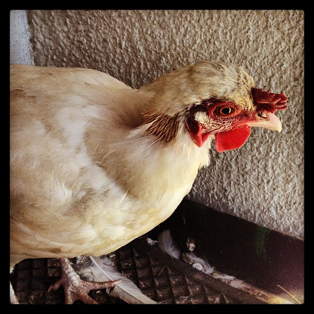 Molting hen