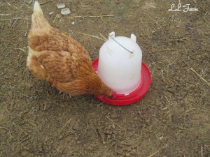 chicken drink from plastic