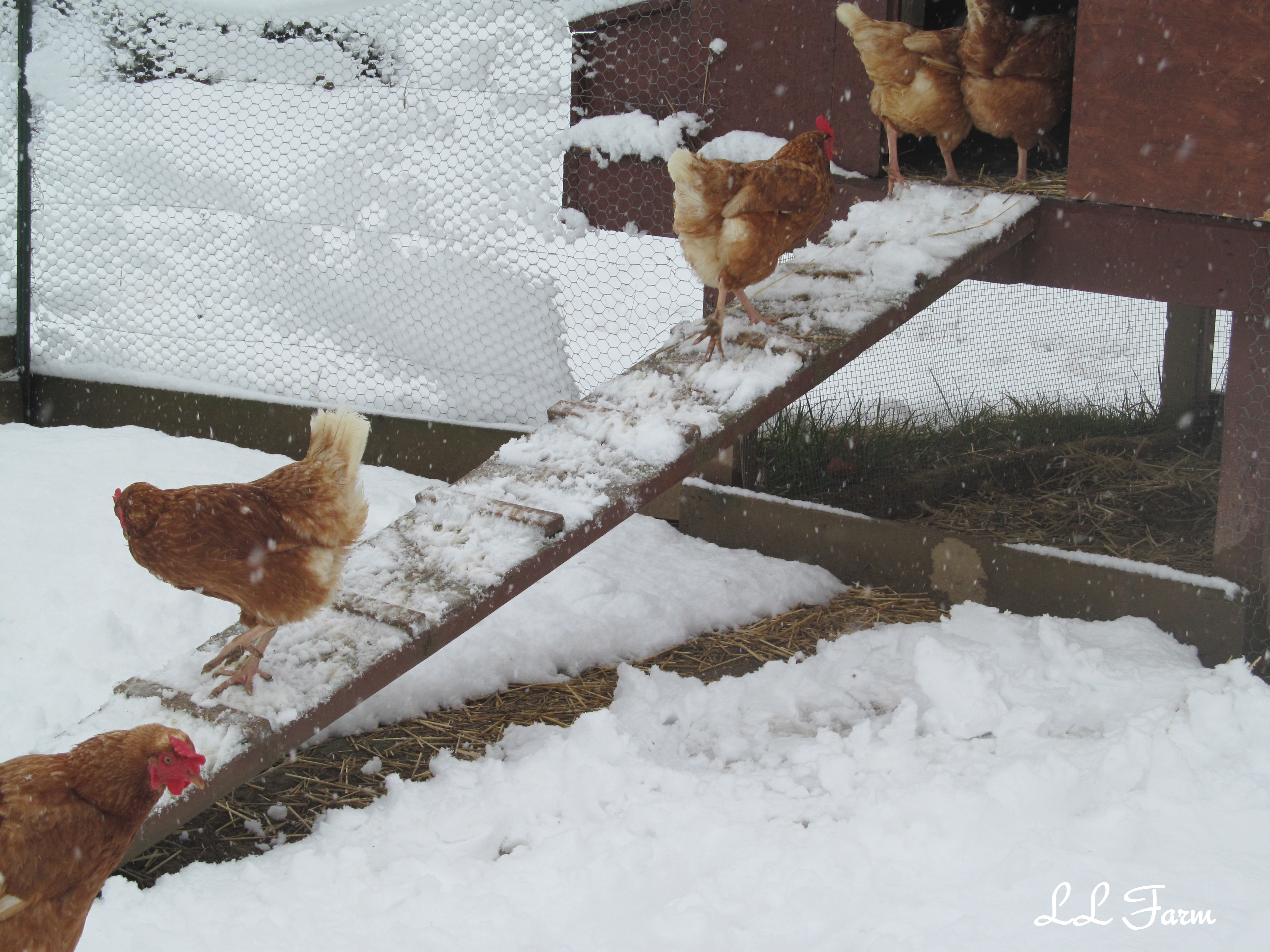 Keeping Chickens Through The Winter Community Chickens