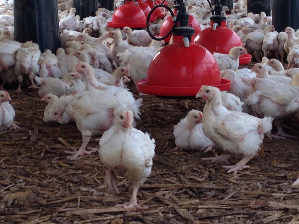 Healthy Happy Broilers 12.2014 Community Chickens