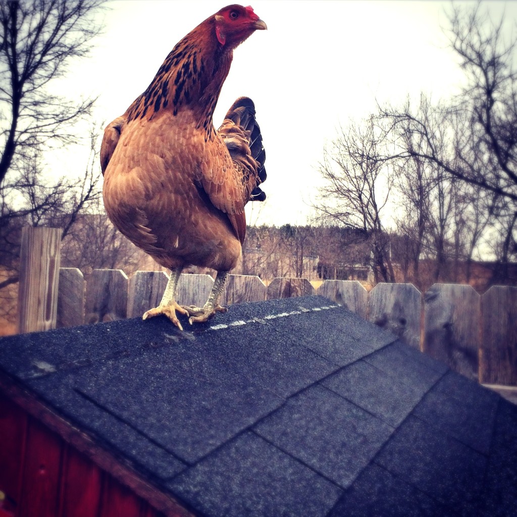 Brooder Safety | Community Chickens