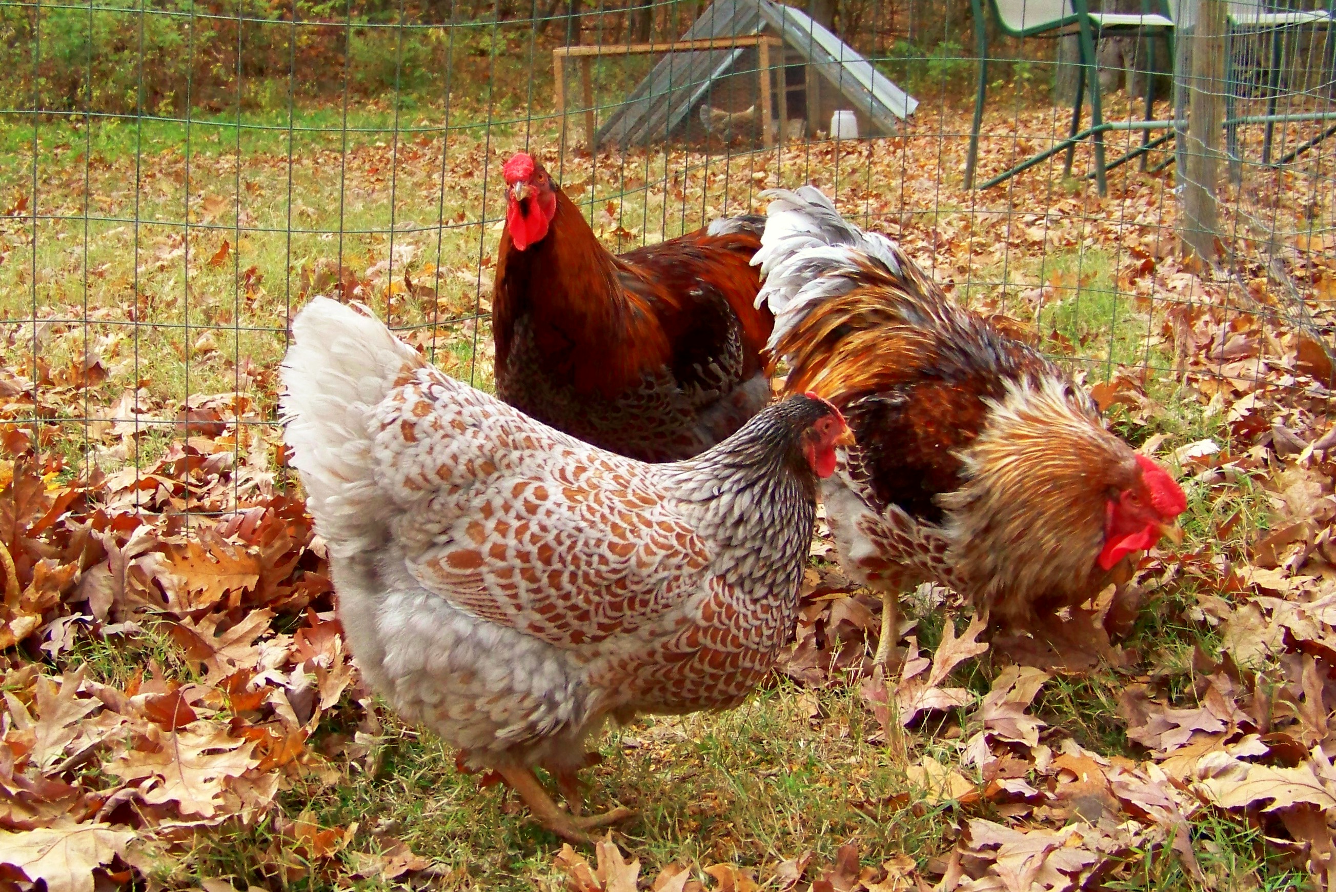 Community Chickens Guide to Behavior Community Chickens