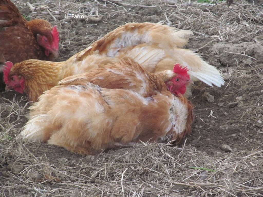 A Bully in the Chicken Coop and What We Did | Community Chickens