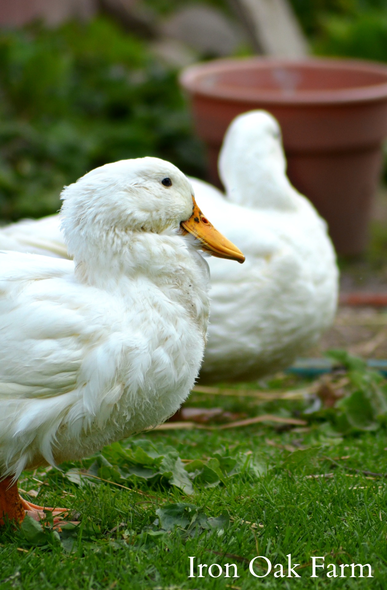 Duck, Duck, Goose | Community Chickens