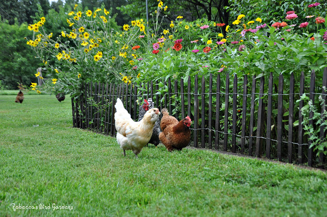 Gardening with Chickens and Picket Fences | Community Chickens