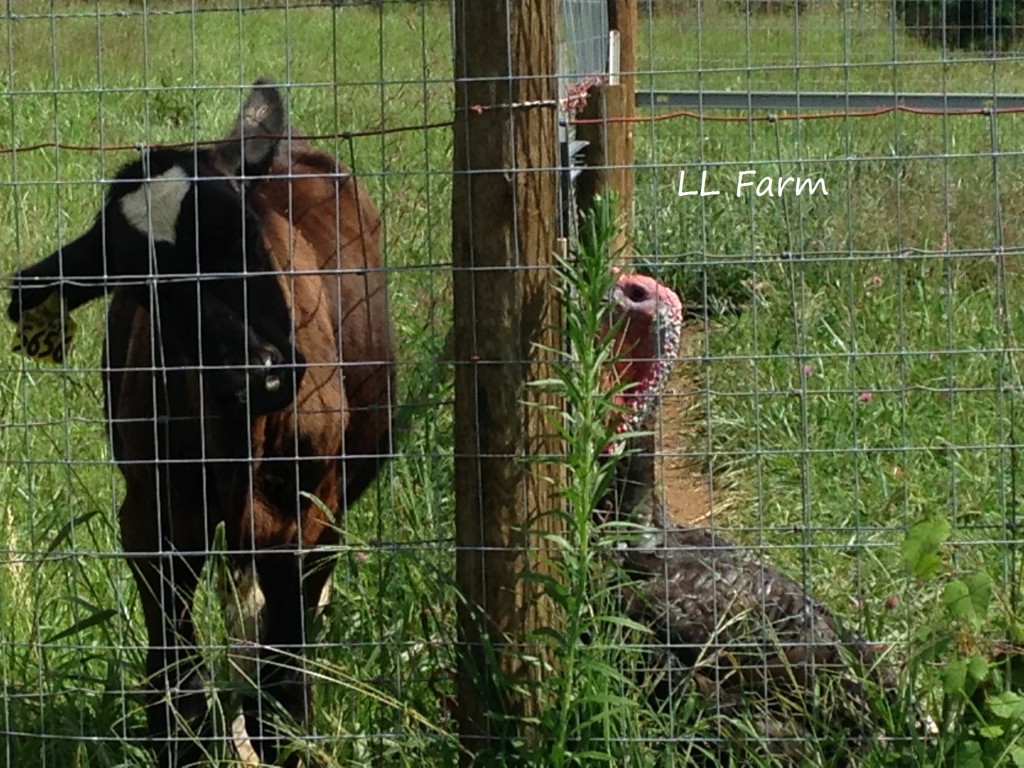 cow titlting head to listen to turkey