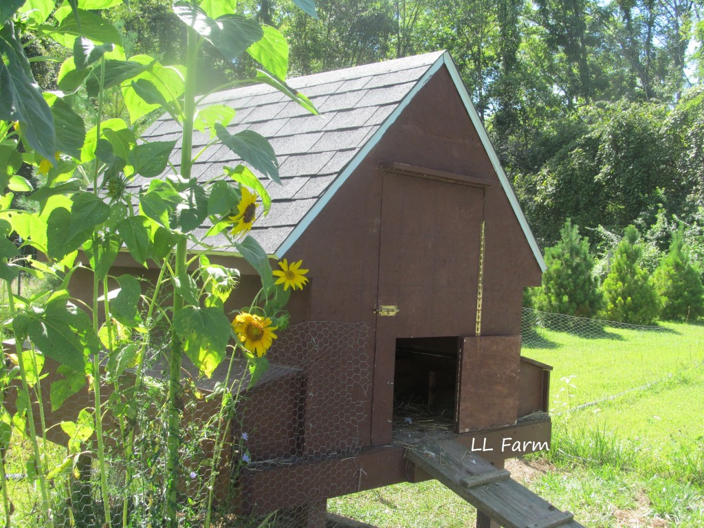 Deep Cleaning The Coop Community Chickens