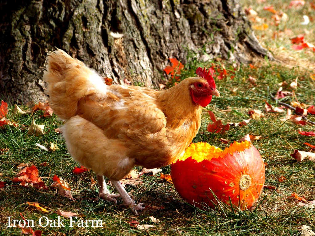  The Chicken Keepers Timelines Community Chickens