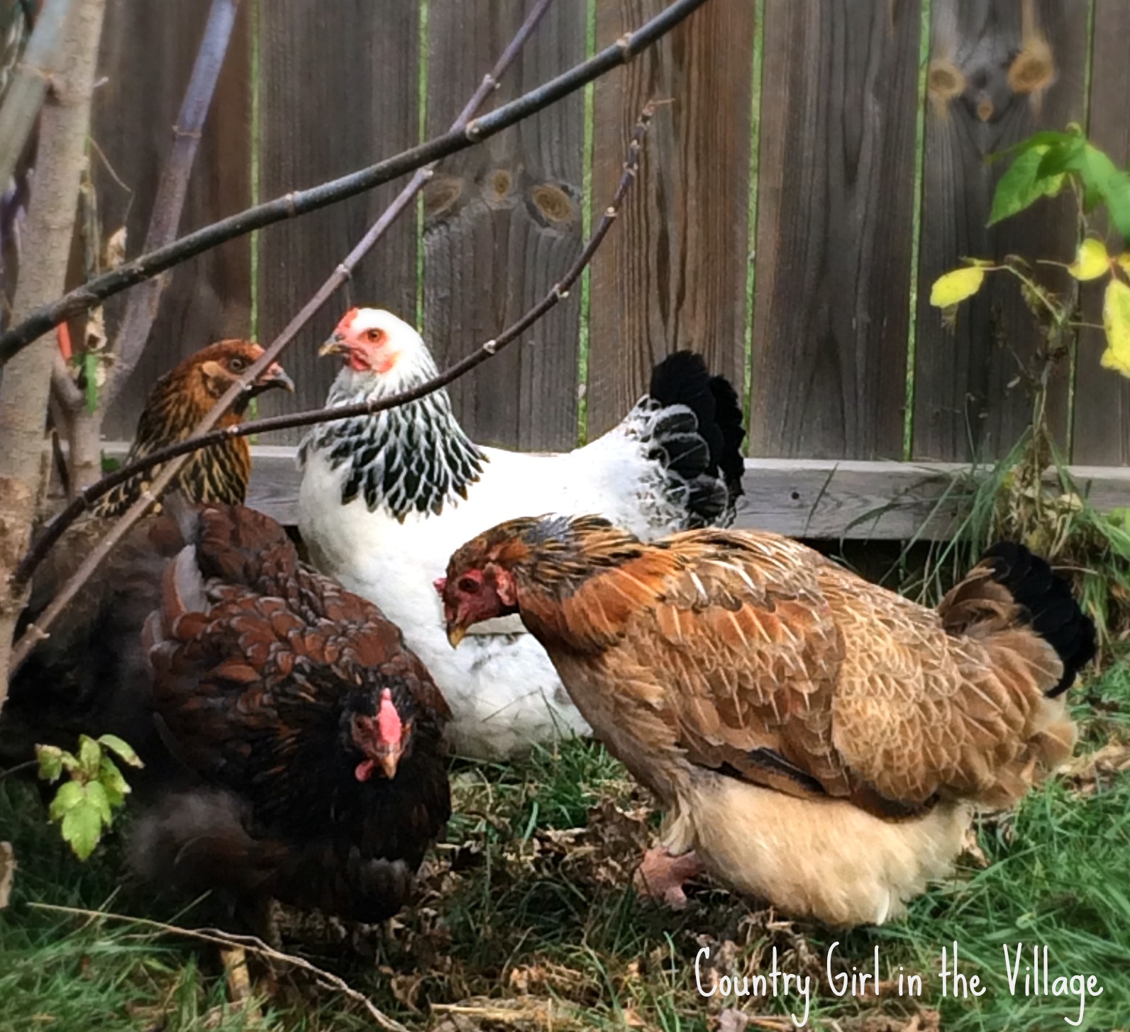 Changing Nutrition Needs | Community Chickens