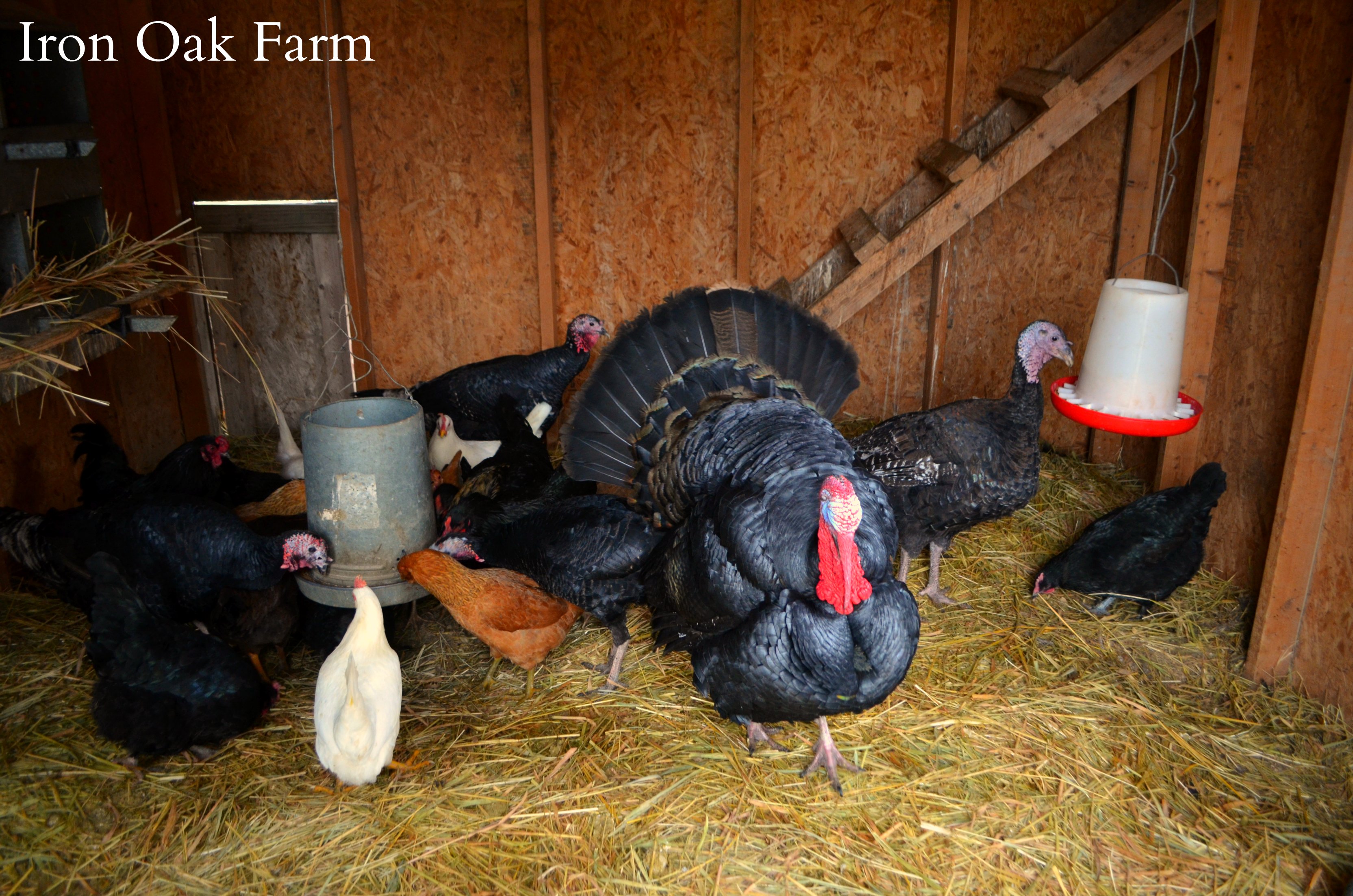 Can You Raise Chickens And Turkeys Together Community Chickens