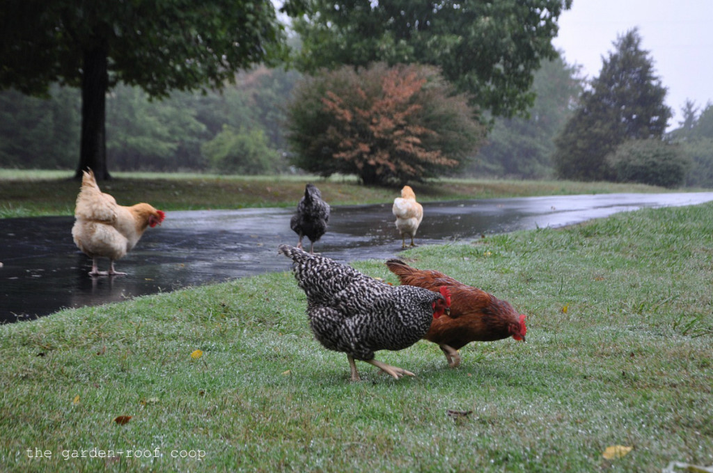 Backyard Chicken Safety Campylobacter Community Chickens