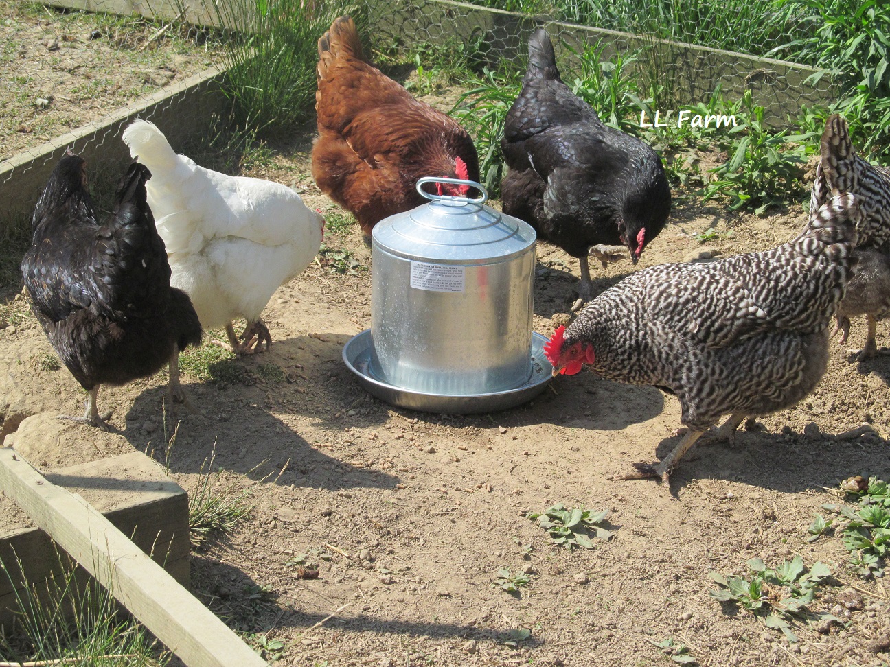 Keeping Chickens Cool In The Heat Of Summer | Community Chickens