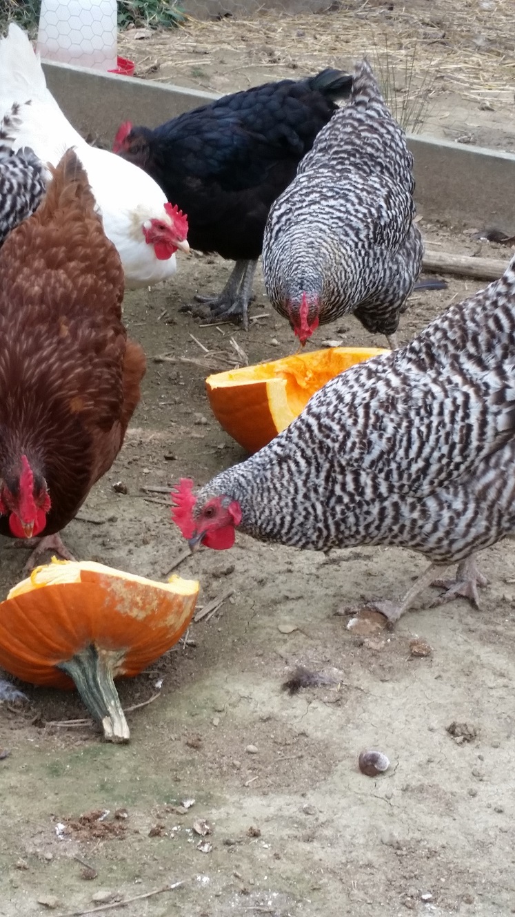 chickens eating pumpkin