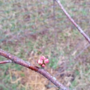 deep litter around spring bushes