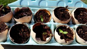 sunflower seedlings in eggshells