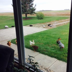 Lawn Care Weed Feed With Chickens Community Chickens