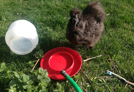 How to prepare your flock for a pet sitter